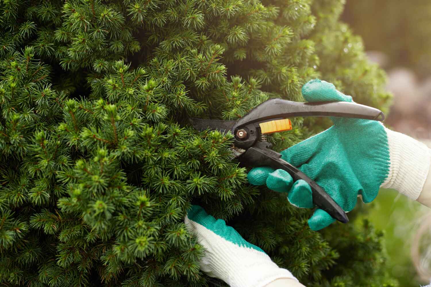 Quality Tree Maintenance for Healthy Growth